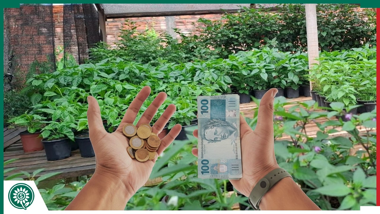 Quanto LUCREI vendendo pimentas em Janeiro/2026?