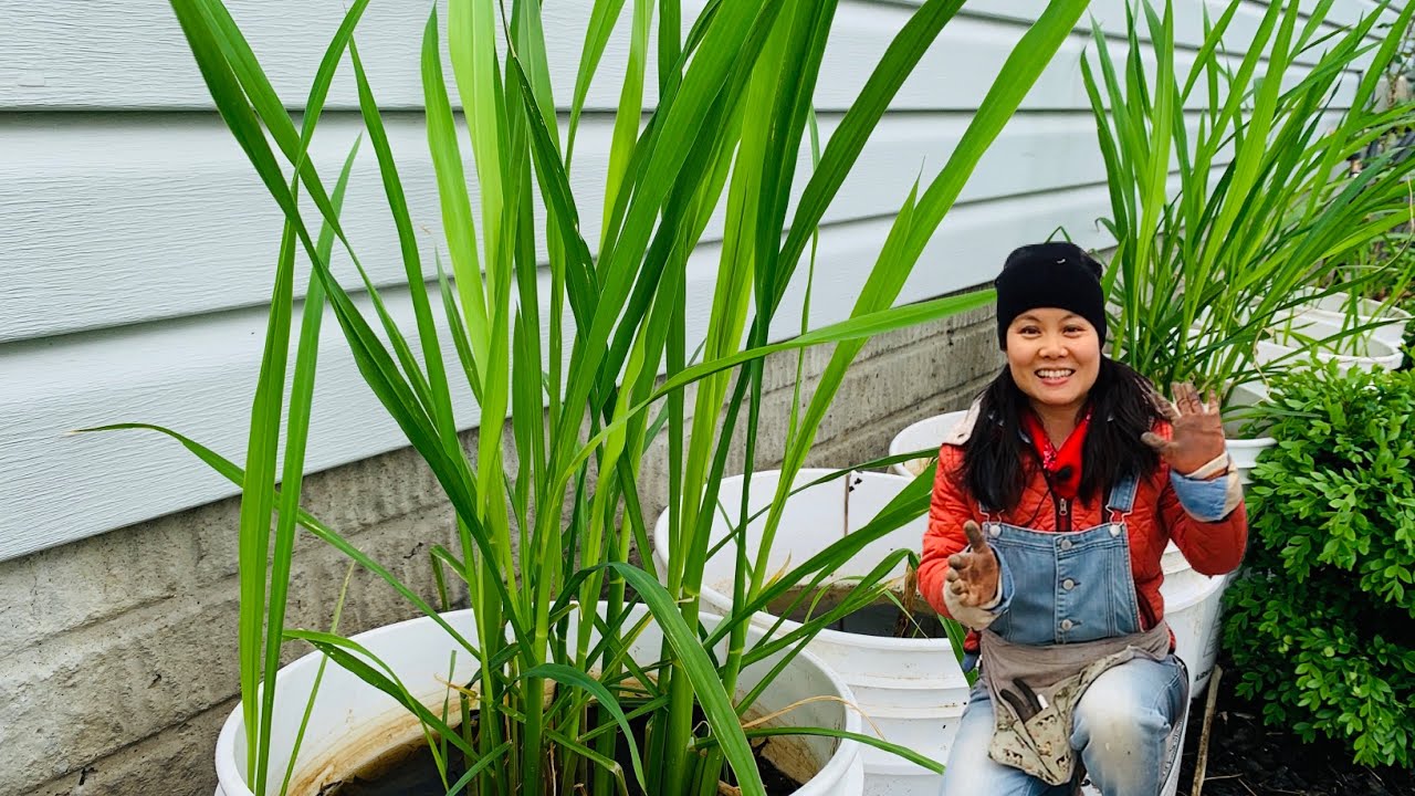 How to Split Zizania Plants 茭白春季分根全过程，茭白种植3要点