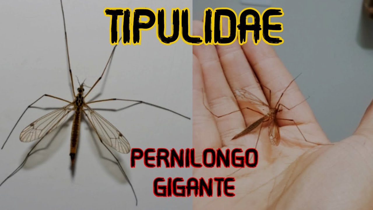 SE ENCONTRAR ESSE PERNILONGO EM CASA NÃO O MATE