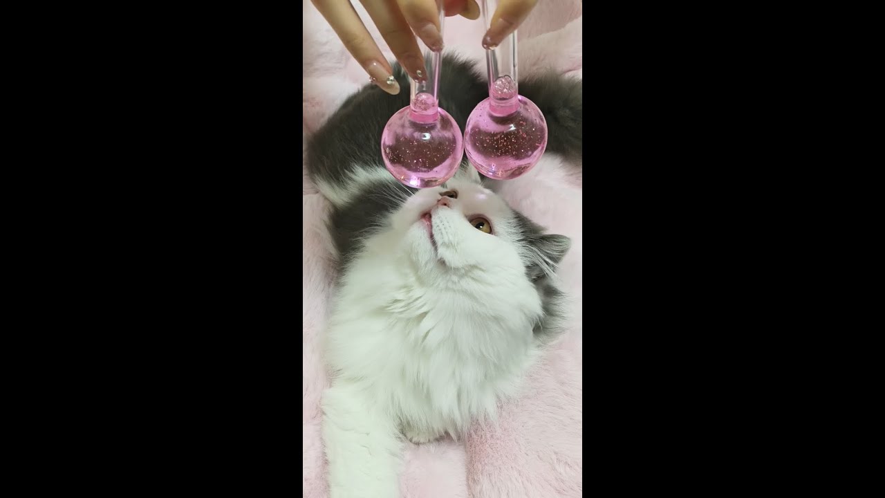 ASMR Cat Spa No Talking   Intense Ear Cleaning, Face Massage & Paw Wash Triggers 4K（E18）