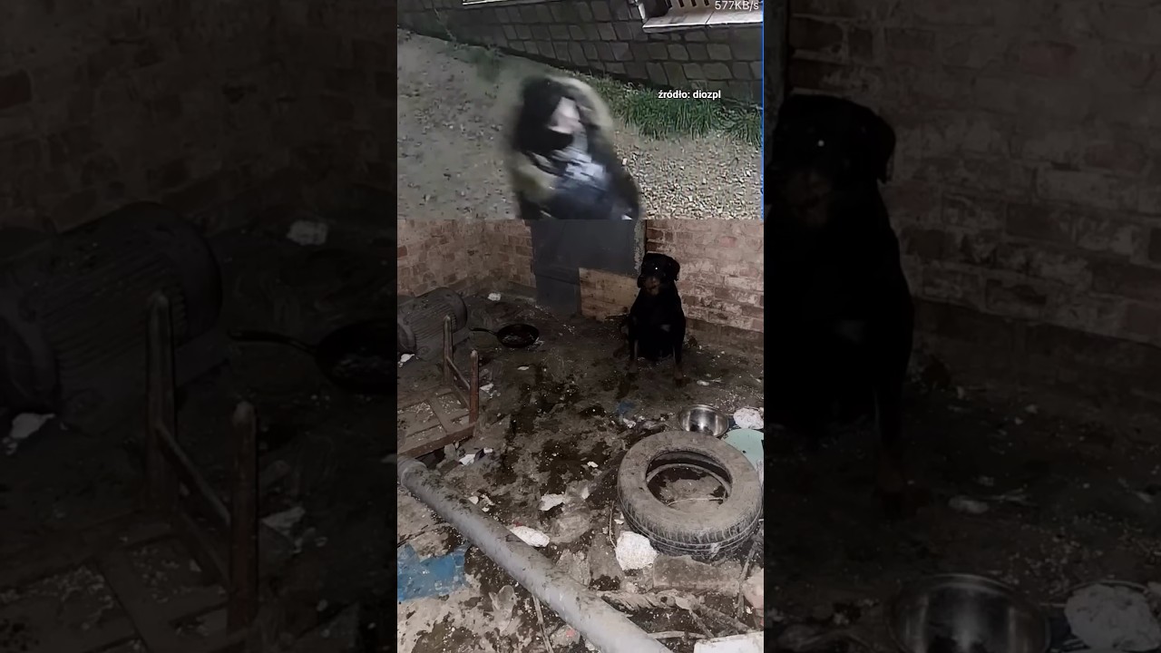 Jak zwykle dla właścicieli wszystko było ok 🤬 #help #dog #dioz #shorts