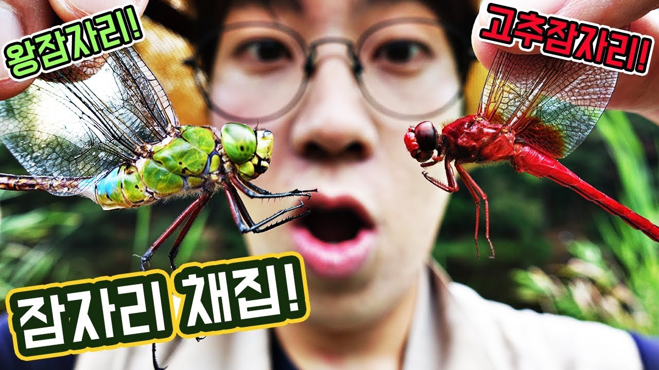 잠자리 채집!(왕잠자리,고추잠자리,나비잠자리 등) _ 에그박사와 곤충친구들