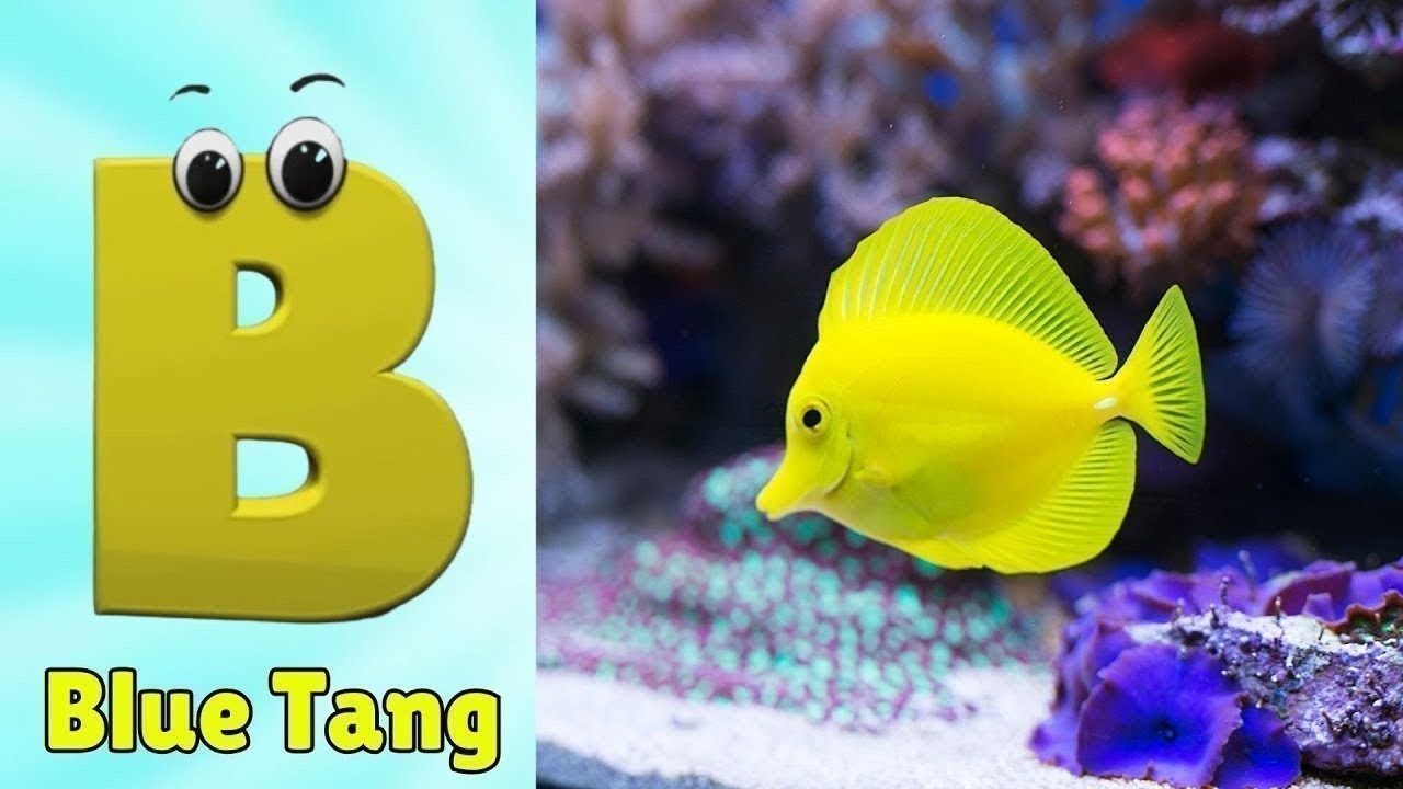 ABC Song | Sea Animals ABC Song | Phonics for Kids, Learn ABC, Baby Alphabet Letters
