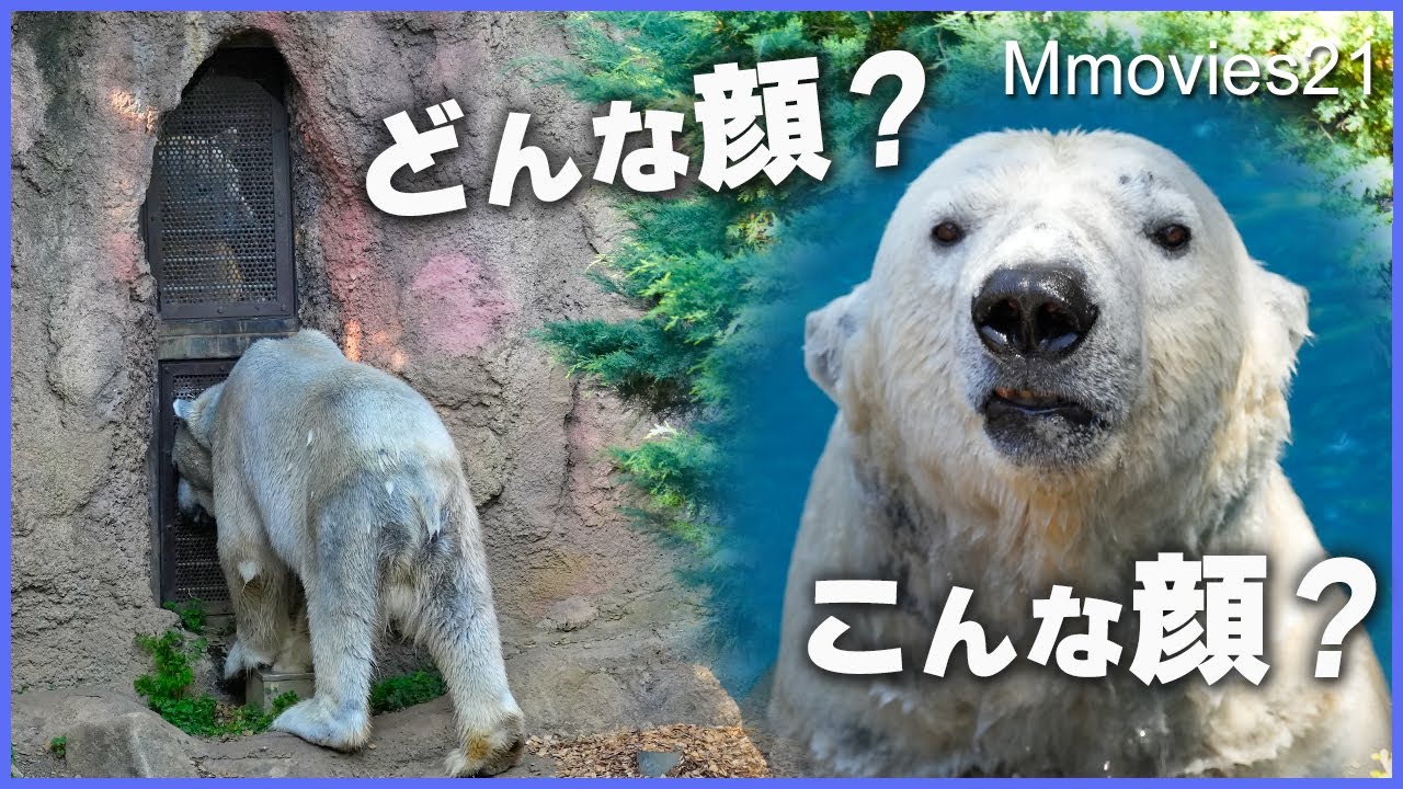 【対面】イッちゃん親子とゴーゴが柵越しに！赤ちゃんひょっこり♪イッちゃんフーッ！ホッキョクグマ赤ちゃん公開前の練習日