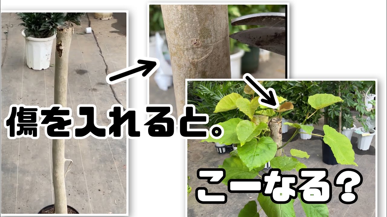 傷をつけると、そこから新芽🌱が出るって本当？