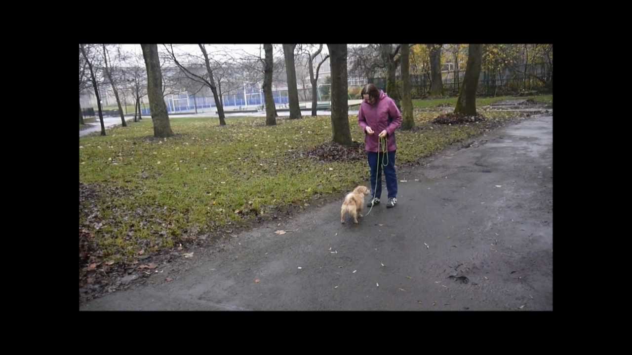 Training a scared, reactive dog