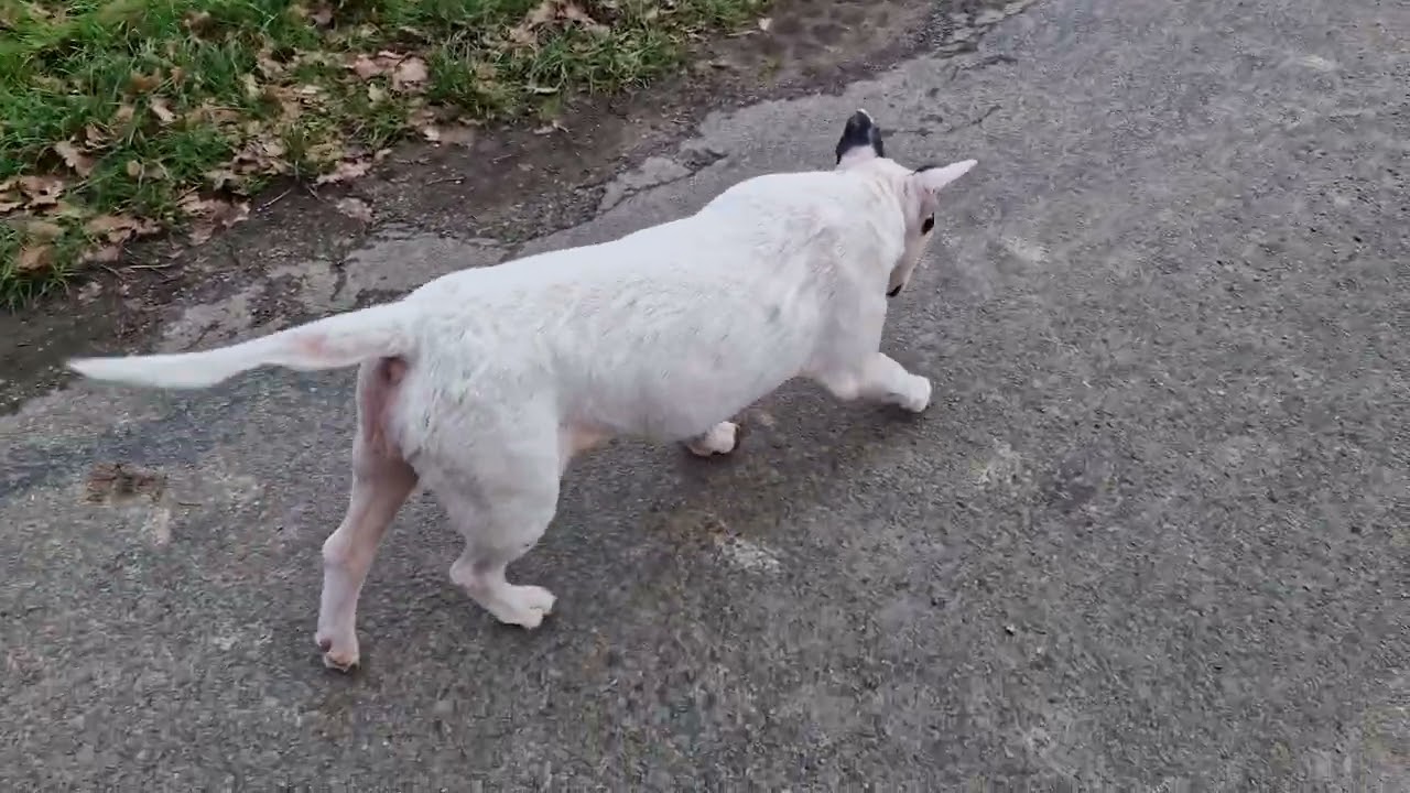 Vets and Rabies.  ##ruralfrance ##spitz #bullterrier #frenchlife #lifeinfrance #englishbullterrier 