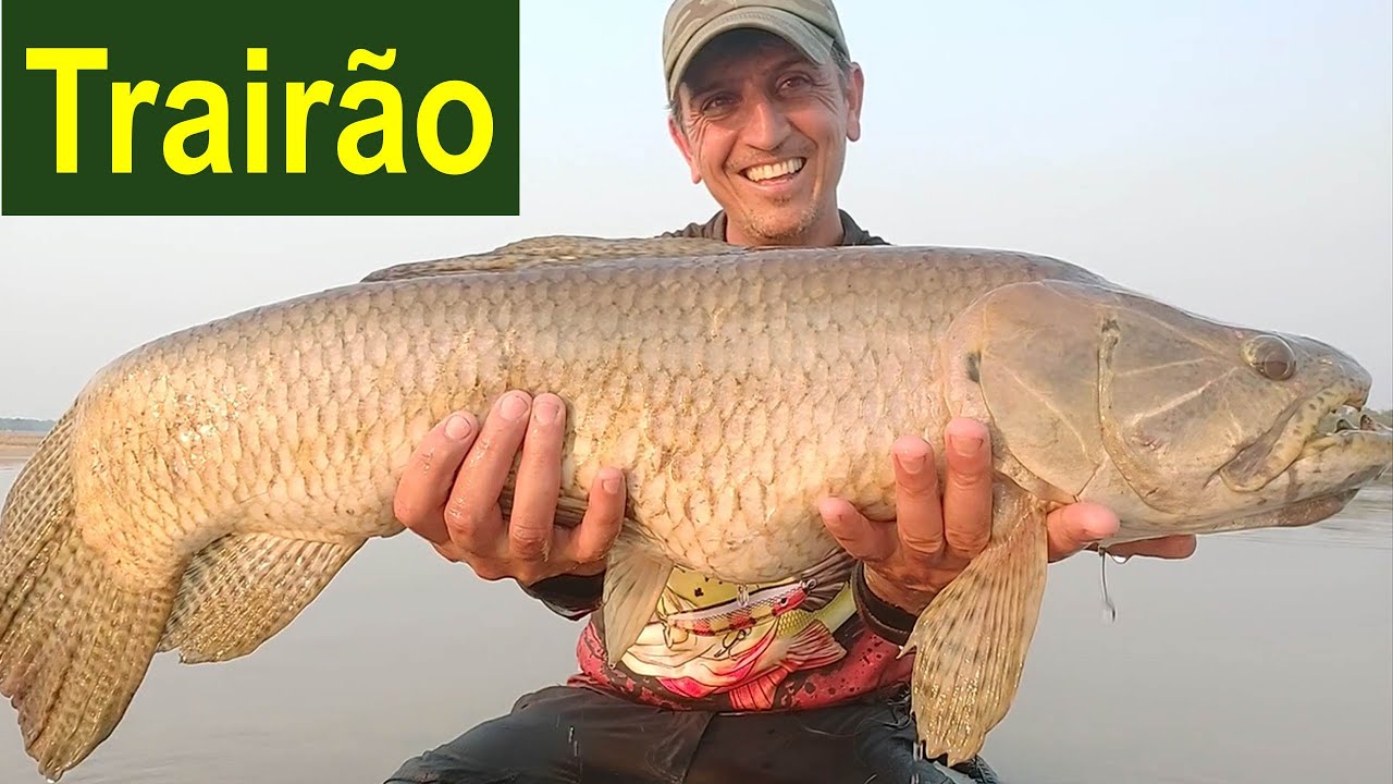 Trair&atilde;o Gigante Amaz&ocirc;nico!!! A maior esp&eacute;cie de Trair&atilde;o!!
