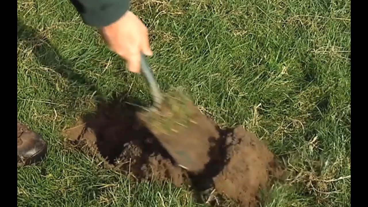 TREE PLANTING: How, Safety, 10 Year Growth Simulation - Woodland Trust Tree Saplings