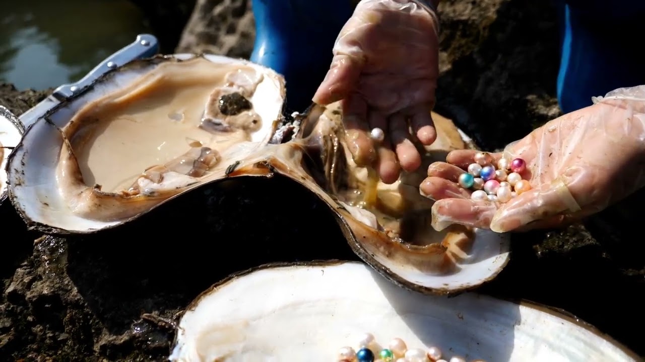 I have never seen such green pearls. Huge shells give birth to such perfect pearls