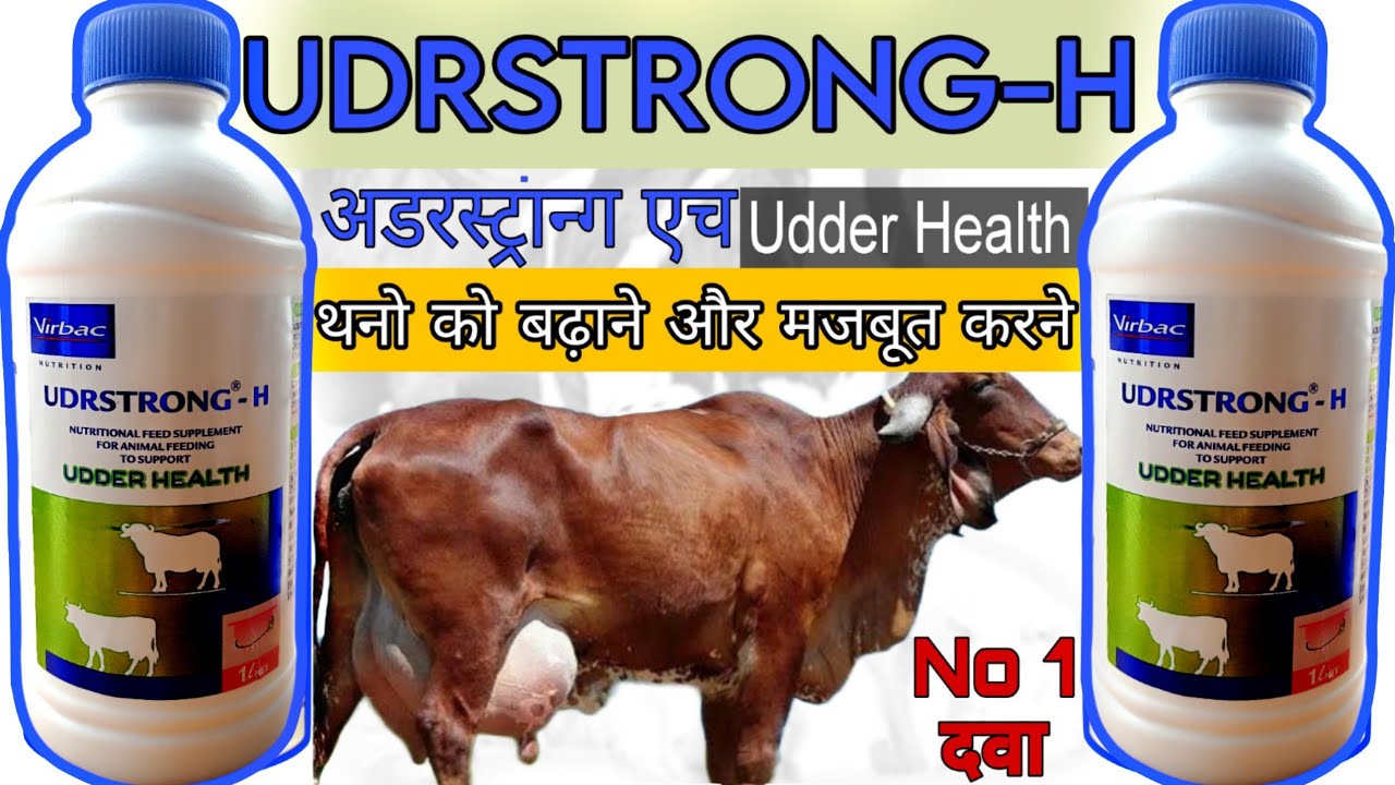 udrstrong h virbac गाय भैंस की लेवटी गादी,थन बढ़ाने की दवा vitamin h for buffalo vitamin h cow #vet