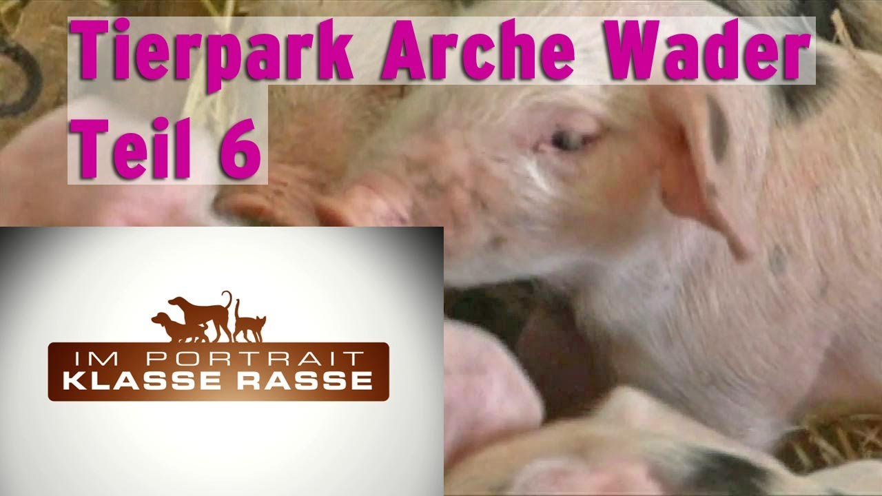 Tierpark Arche Wader Teil 6 Schweine