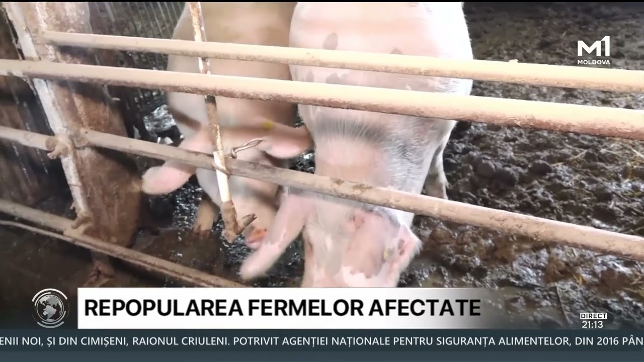 Republica Moldova va importa  porci pentru sacrificare.