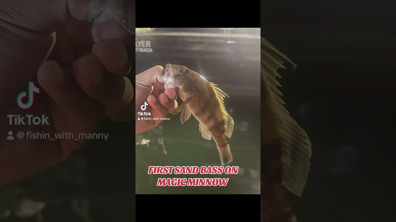 First ever sand bass on that 3 inch magic minnow #california #sandbass #angler #magicjigz