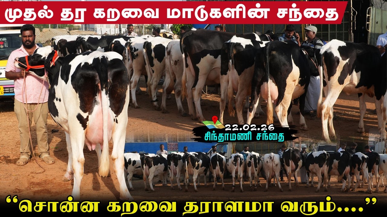 உயர் இரக மாடுகளின் ஒரே சந்தை|சொன்னக்கறவைக்கு உத்திரவாதம்..!#chinthamani #erodecowmarket#erodegowtham
