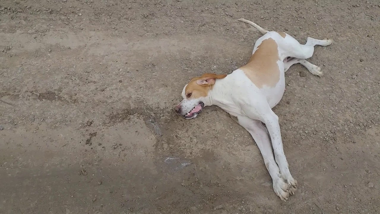 köpeklerde epilepsi sara hastalığı