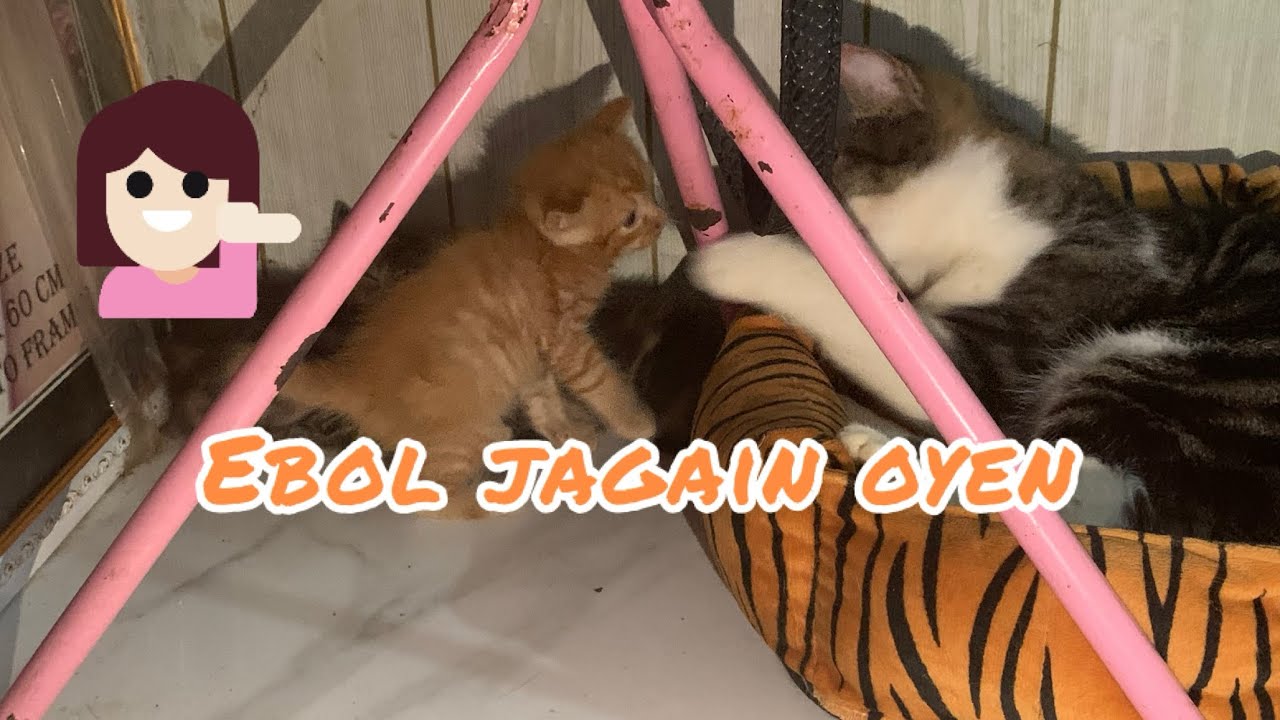 Ebol Jagain Adek Kitten Adeknya Nurut Sama Ebol