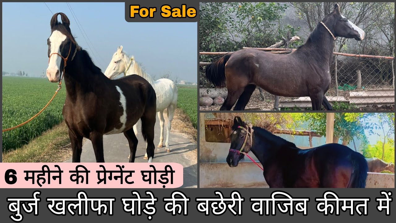 दो लाइन की बेहतरीन बछेरीया और एक सुबर घोड़ी बिकाऊ। #luxuryhorseworld #horseforsale #fillyforsale 