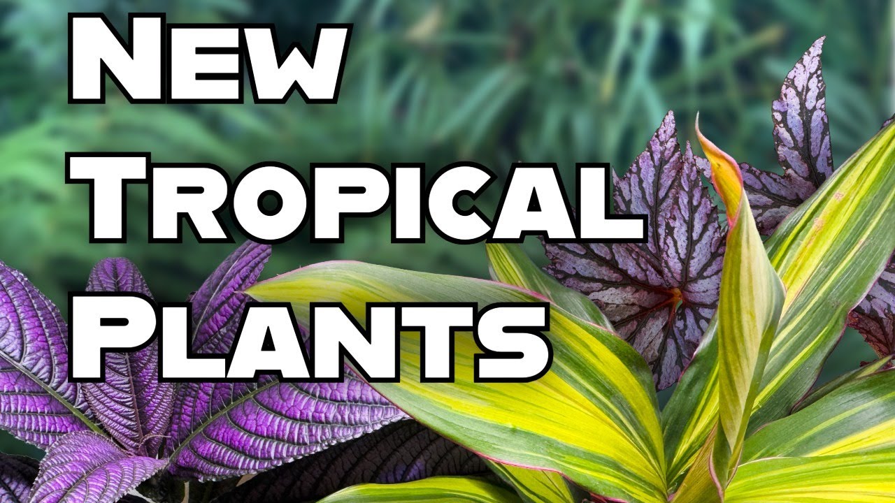 5 Tropical Plants for UK Gardens High Maintenance, High Reward