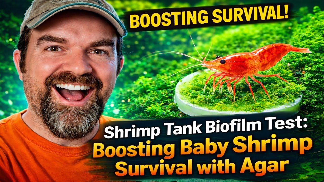 Shrimp Tank Biofilm Test: Boosting Baby Shrimp Survival with Agar