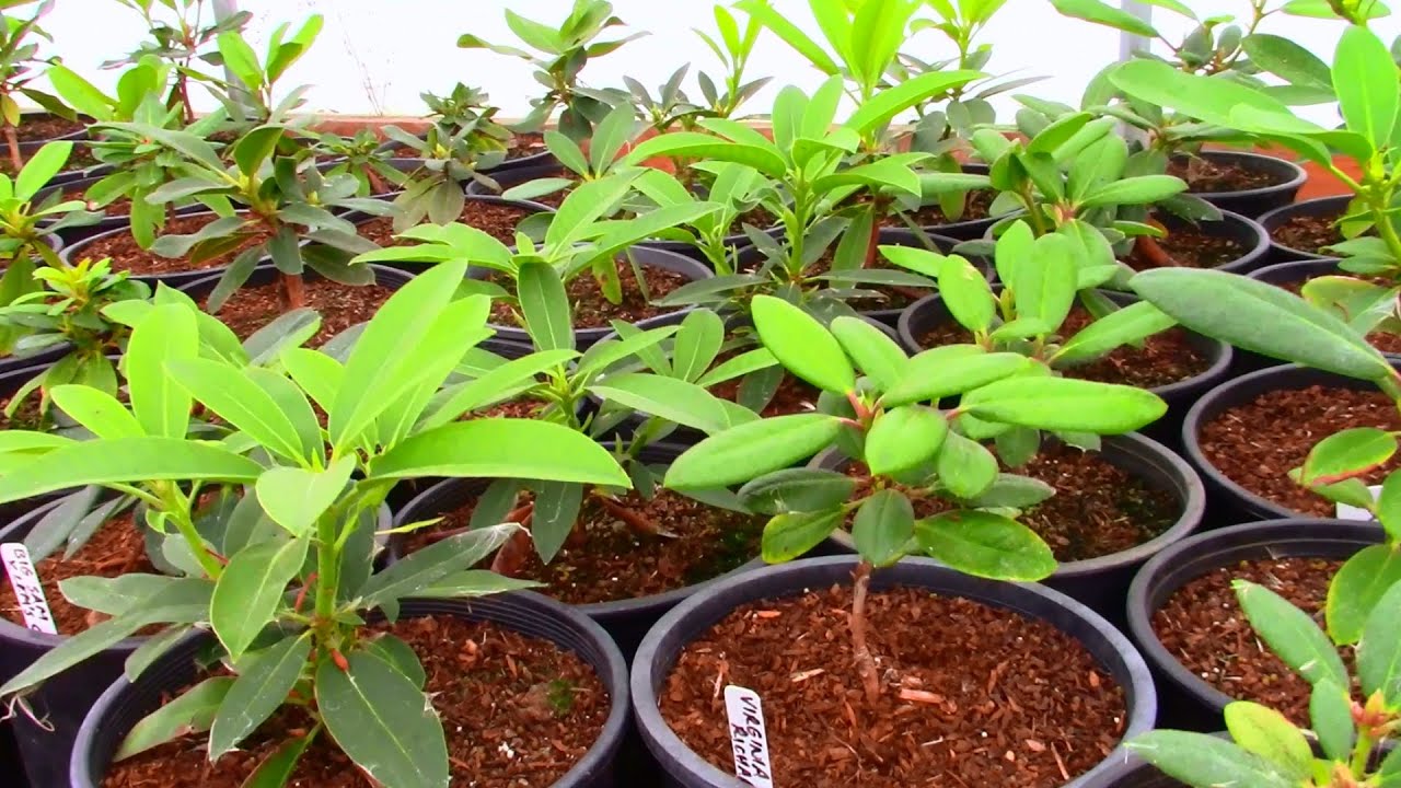 Potting up Rooted Cuttings of Rhododendrons in the Hoop House | A Look at the Propagation Frame
