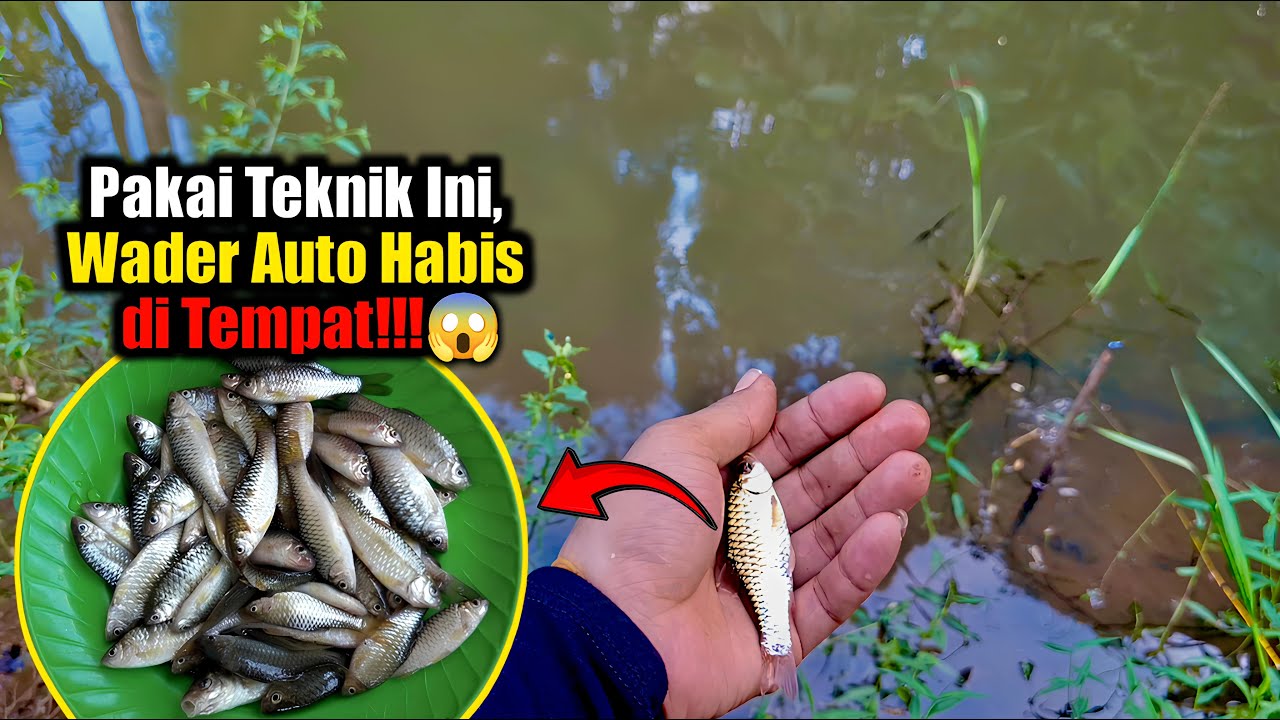 umpan racikannya tetap masih gacor mancing wader