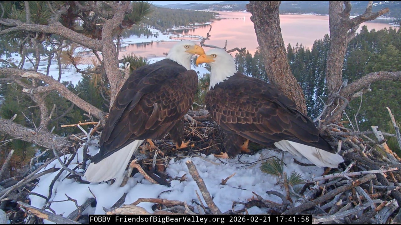 Feb 21, 2026 | Evening Check-In & Pancaking 🦅