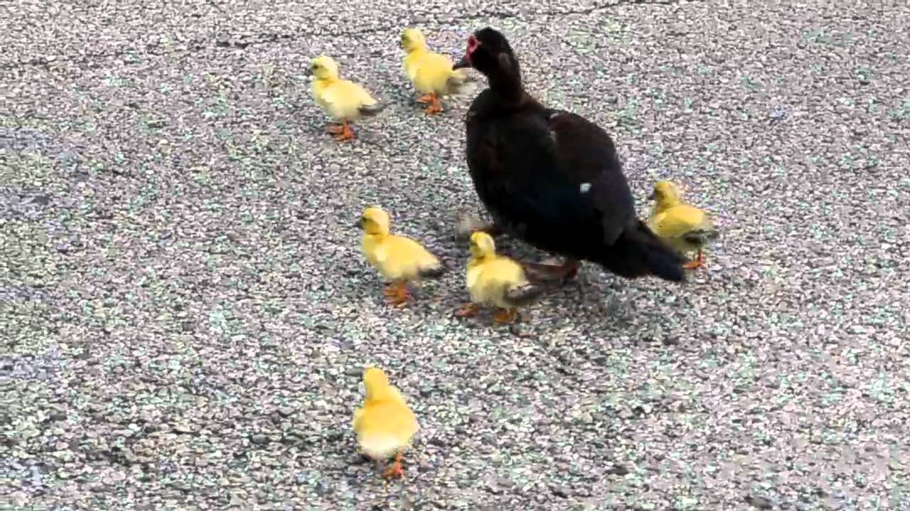 Wild Yellow Ducklings cross the street.
