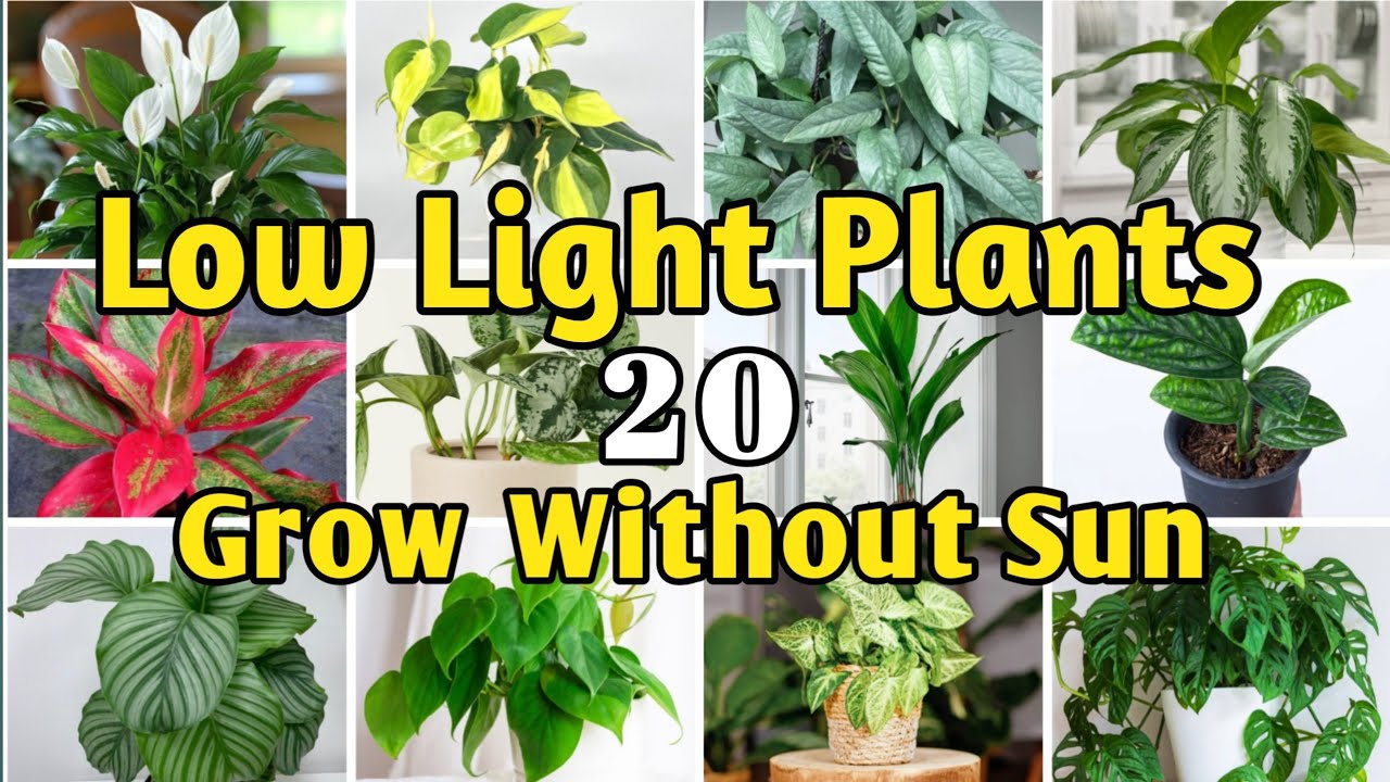 20 Best LOW LIGHT Houseplants | Best Indoor plants Need Zero Sunlight to Bright 