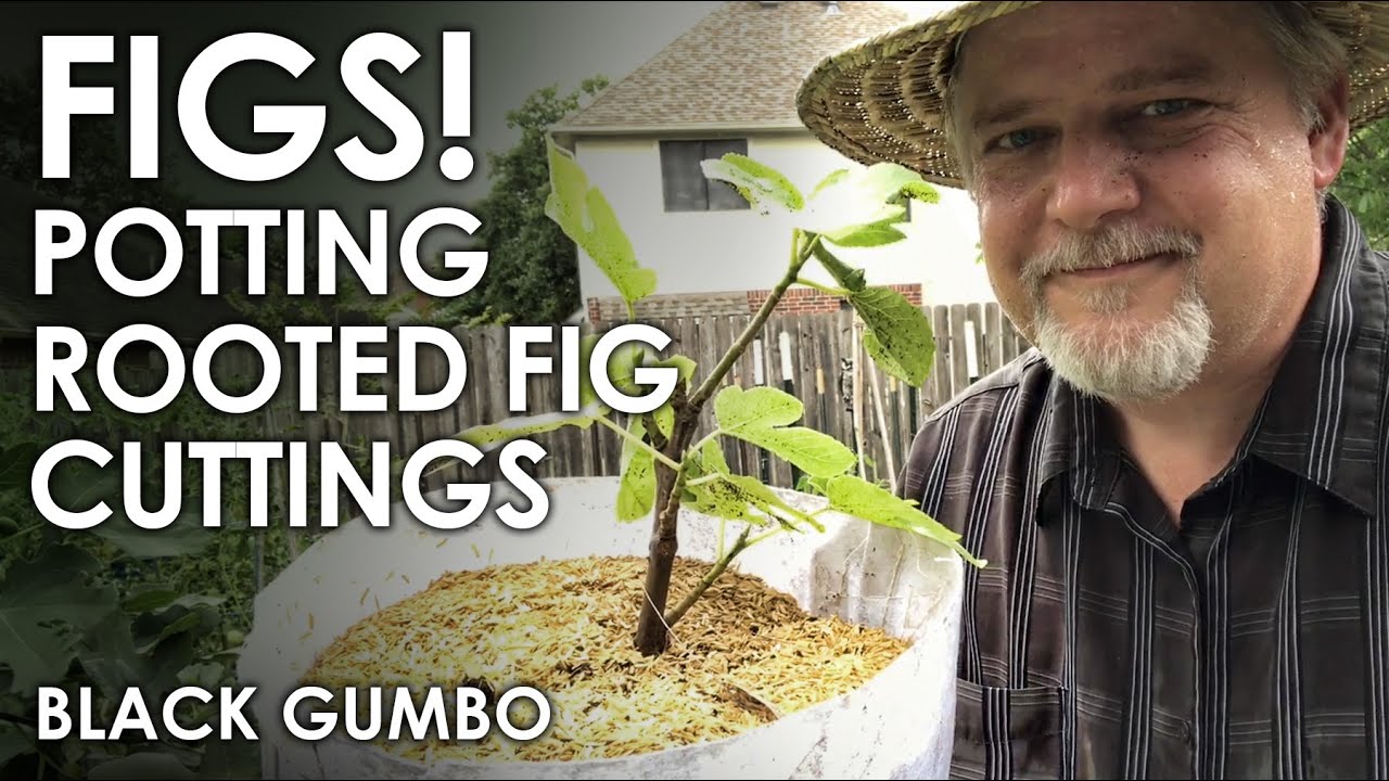 How to Pot Rooted Fig Cuttings || Black Gumbo