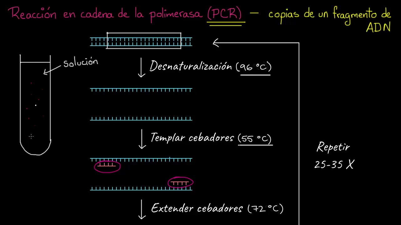 Reacci&oacute;n en cadena de la polimerasa (PCR) | Biotecnolog&iacute;a | Biolog&iacute;a | Khan Academy en Espa&ntilde;ol