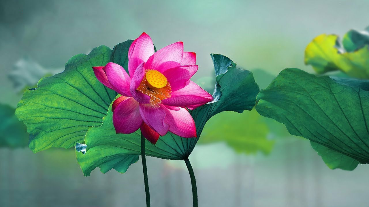 Inner Peace Meditation 36 | Relaxing Music for Meditation, Yoga & Stress Relief