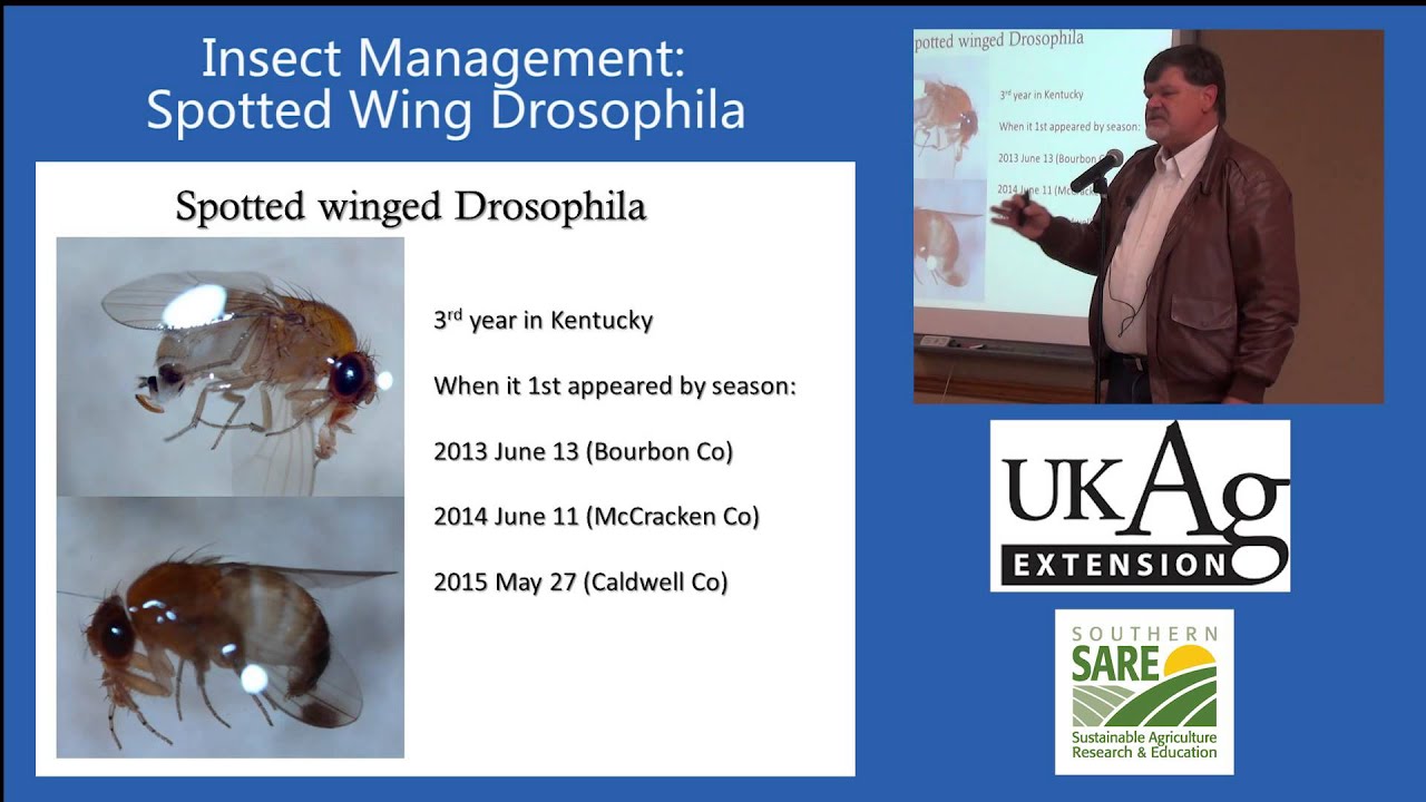 Blueberry Production in Kentucky Part 4-1: Spotted Wing Drosophila