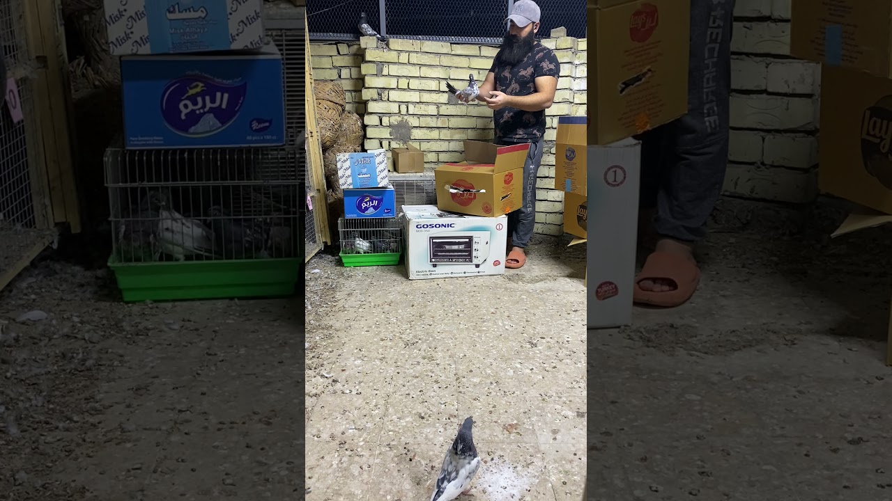 يابه تحبون هيج مقاطع ذكرولي بلتعليقات تصويتكم اذا عدد اكثر يحبون بعد كل وجبه اصوره الكم