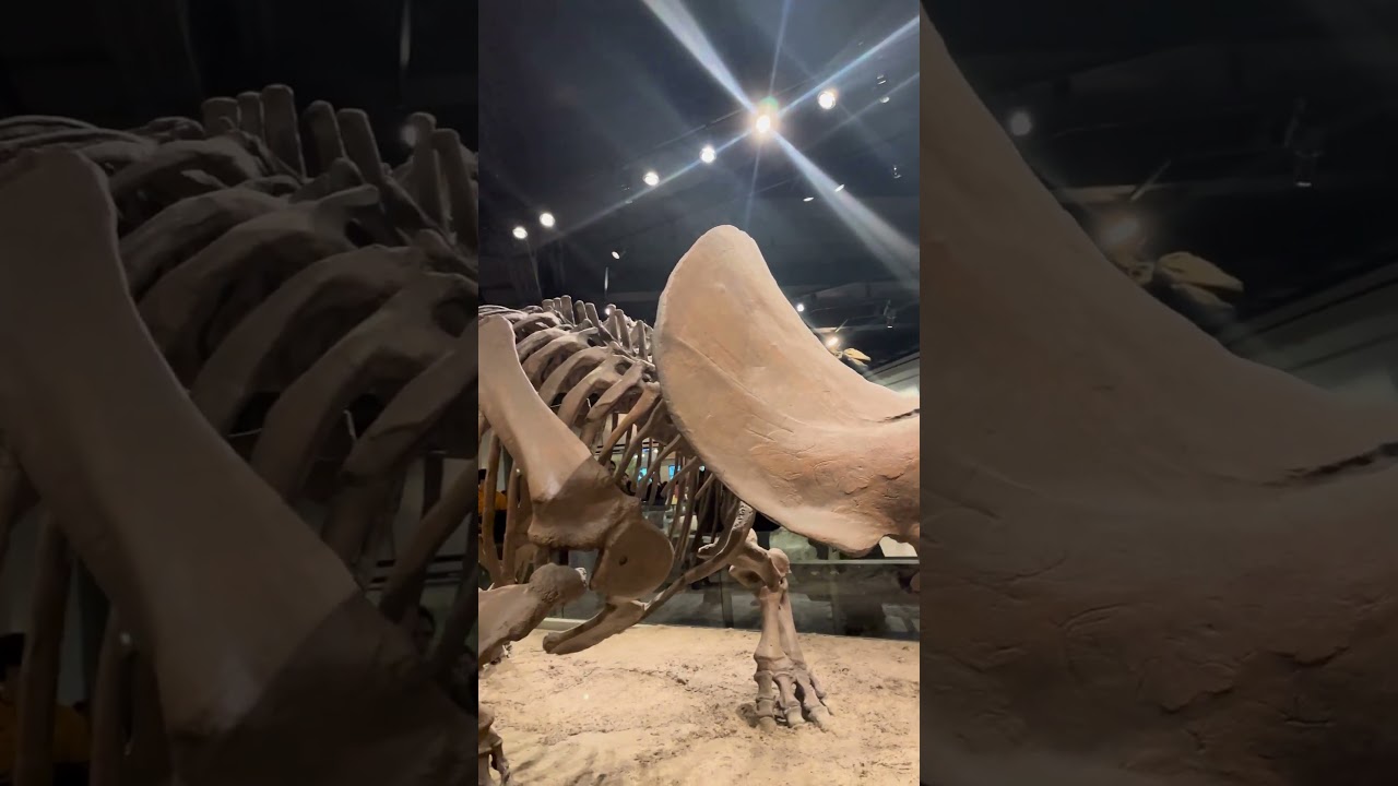 Inside the Field Museum #fieldmuseum