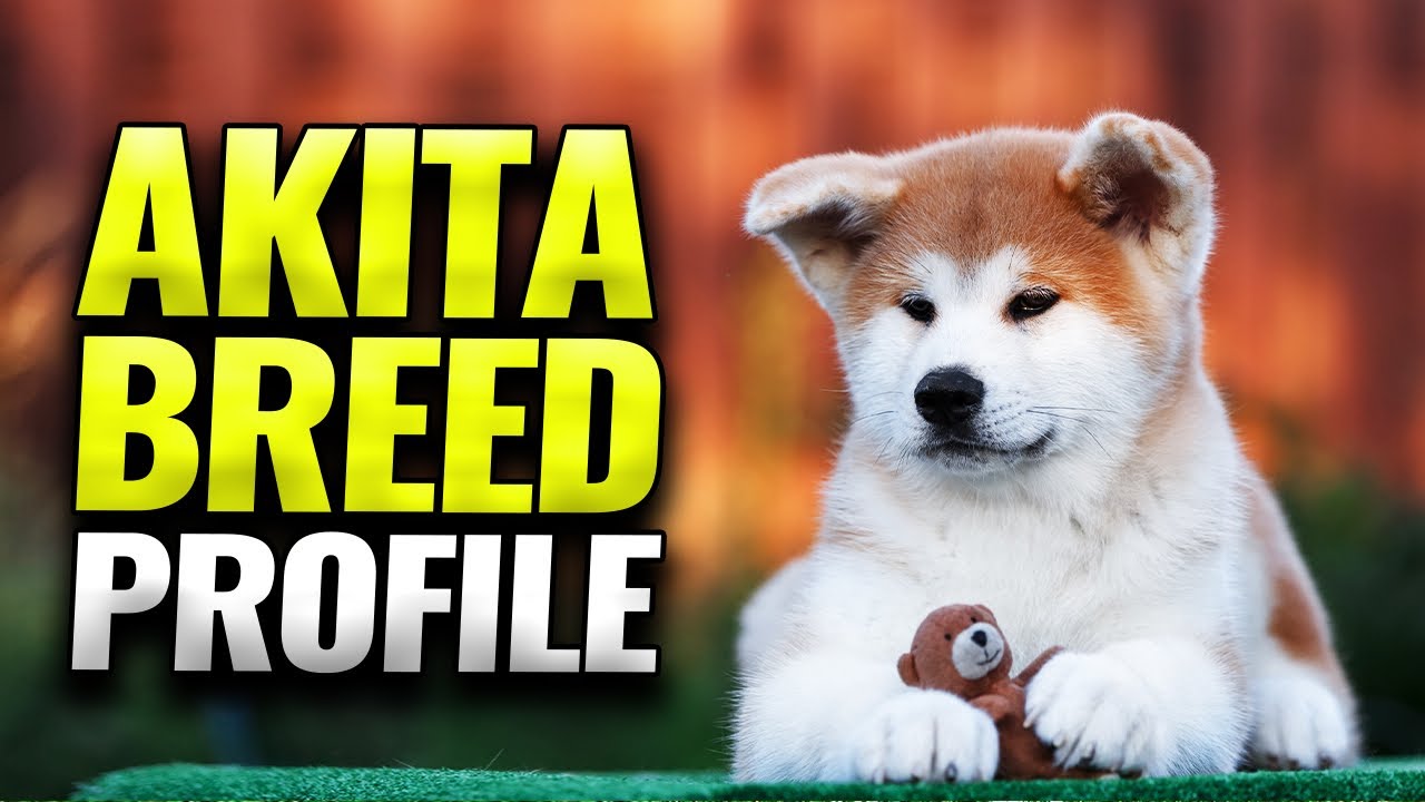 Akita Dog Breed Profile 🐾 | Everything You Need To Know About Owning One | Pet Insider