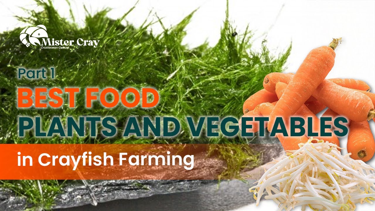 Foods that are safe and unsafe foods for crayfish