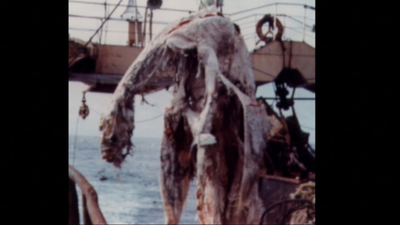 PLESIOSAUR CARCASS CAUGHT IN JAPANESE FISHING NETS | Zuiyo-Maru Globster, 1977