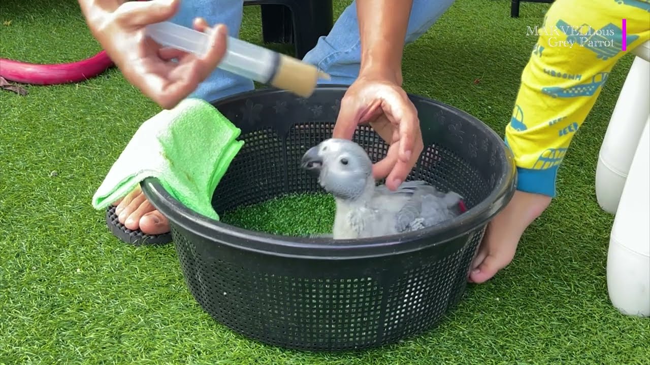 A Baby African Grey Parrot Hand Feeding Time | 48 Days 🐦