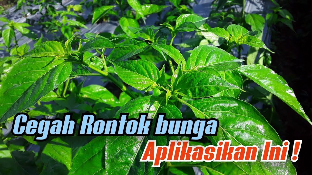 Cara Pencegahan Rontok Bunga Cabe Rawit & Bebas Penyakit