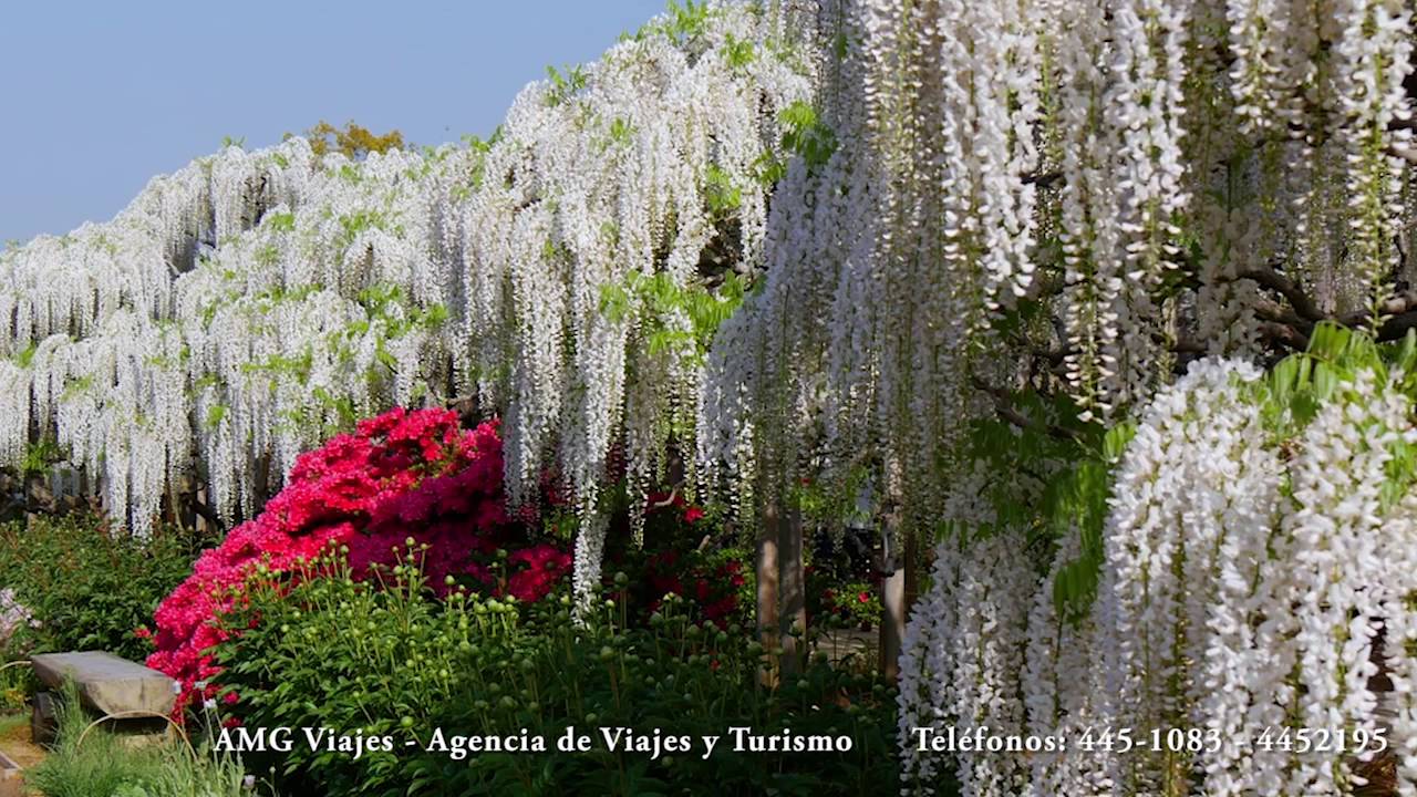 Túnel de Wisteria, el hermoso jardín japonés Kawachi Fuji