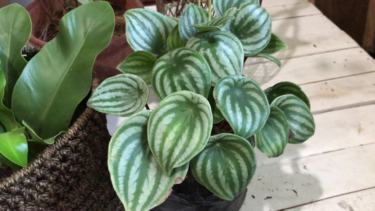 Houseplant Haul | New Plants, New Year!