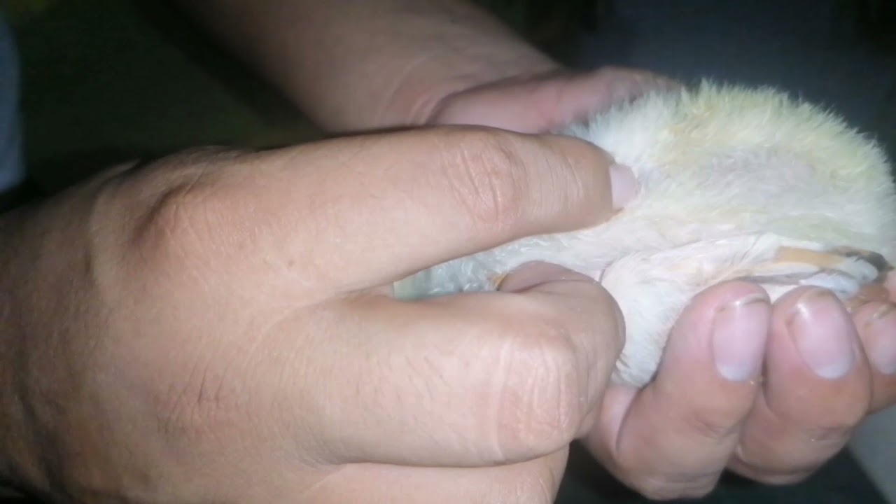 como vacunar pollitos con triple aviar