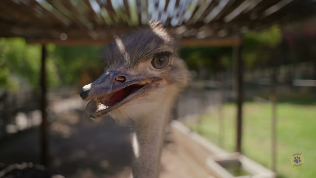 Оудсхорн Тур • Аскот Турс