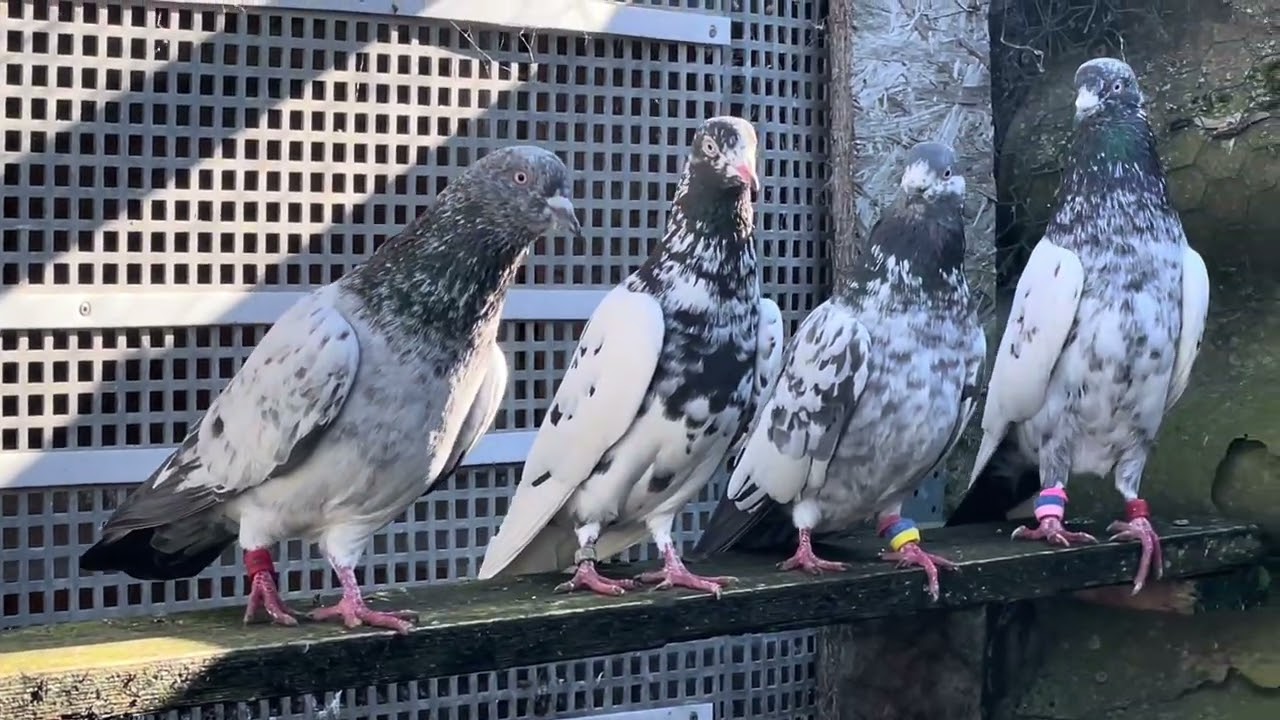 طيور عراقية في المانيا 🕊️26/02/2026🕊️