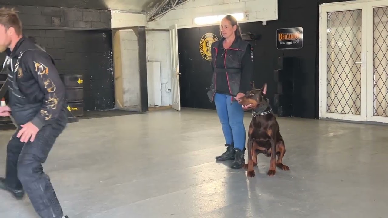 Let’s compare the Chinese Red dog To the Doberman handler defence
