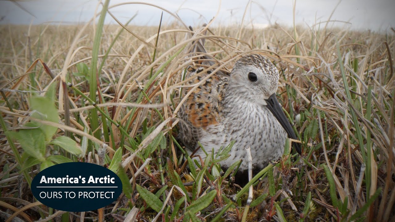 America's Arctic: Dunlin