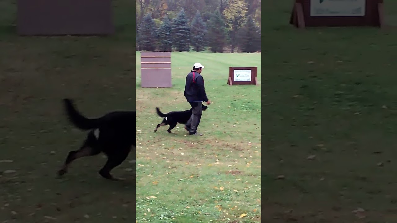 Beast Protection under Judge Dr. Helmut Raiser 10/15/2017