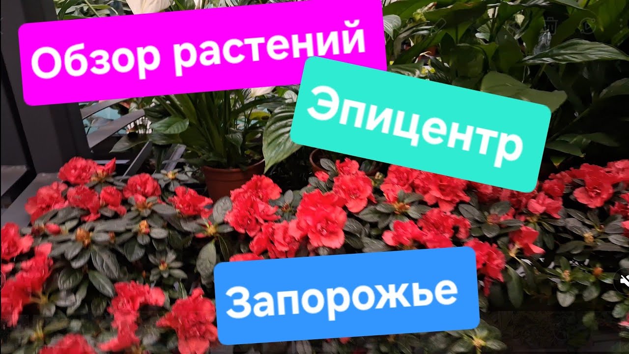 Обзор комнатных цветов в Эпицентре Запорожье 20.02.2026
