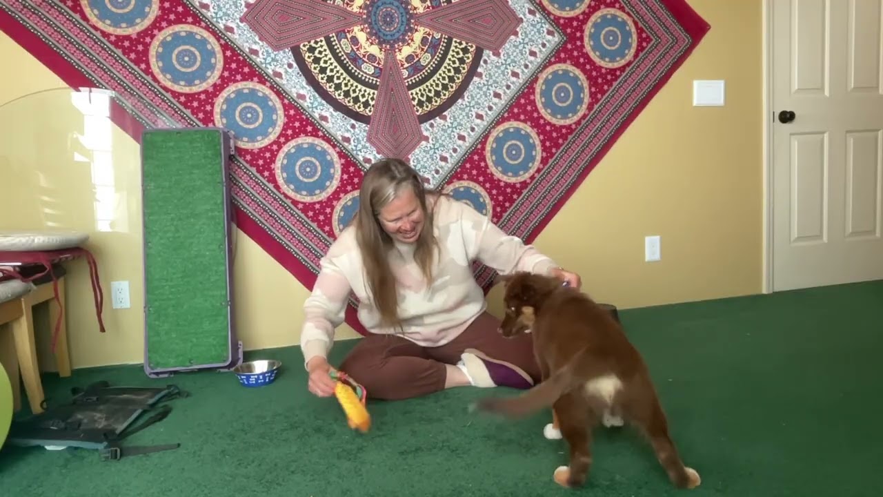 ready cue with collar grab game with a toy